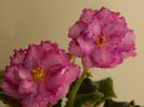 DSCN0313