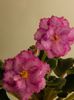 DSCN0311