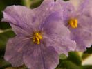 DSCN0306