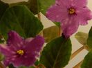 DSCN0303