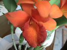 cattleya port 2013.03.23