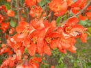 Chaenomeles japonica (2013, April 21)