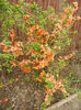 Chaenomeles japonica (2013, April 21)