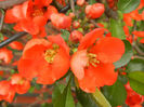Chaenomeles japonica (2013, April 21)