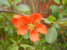 Chaenomeles japonica (2013, April 21)