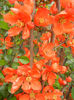 Chaenomeles japonica (2013, April 21)