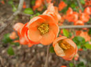 Chaenomeles japonica (2013, April 21)