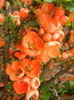 Chaenomeles japonica (2013, April 21)