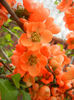 Chaenomeles japonica (2013, April 21)