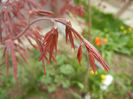 Acer palmatum Bloodgood (2013, Apr.21)