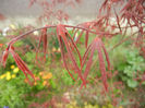 Acer palmatum Bloodgood (2013, Apr.21)