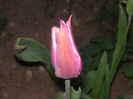SANY0085