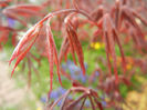 Acer palmatum Bloodgood (2013, Apr.21)