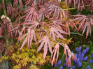 Acer palmatum Bloodgood (2013, Apr.21)