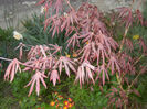 Acer palmatum Bloodgood (2013, Apr.21)