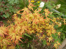 Acer palmatum Katsura (2013, April 21)