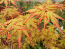 Acer palmatum Katsura (2013, April 21)