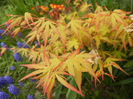 Acer palmatum Katsura (2013, April 21)