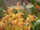 Acer palmatum Katsura (2013, April 21)