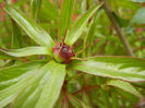 Peony. Bujor (2013, April 21)