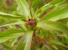 Peony. Bujor (2013, April 21)