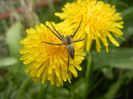 Spider on Dandelion (2013, April 21)