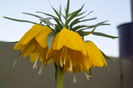 Fritillaria Imperialis Galben
