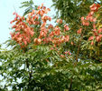 Arborele Lampion - 8 seminte - 4 ron