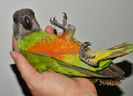 papagal Senegal