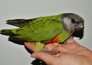 papagal Senegal 1