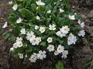 primula alba