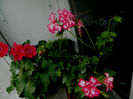 DSCN7225