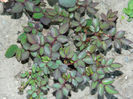 DSCN7271