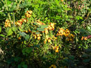 DSCN7281