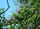 DSCN7293