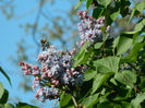 DSCN7294