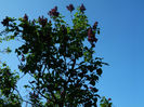 DSCN7325