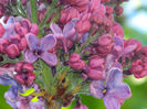 DSCN7342