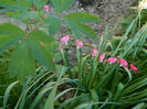 DSCN7356