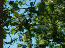 DSCN7366