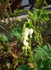 Dicentra