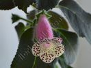 Kohleria HCY`s Jardin Monet