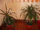 dracena