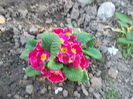 primula primita cadou 8 martie