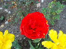 SAM_2173