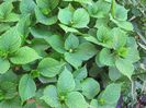 IMhortensia-boboci