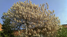 2013-04-23 Paulownia Elongata Bucuresti