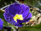 Blue Primula (2013, April 19)