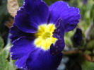 Blue Primula (2013, April 19)