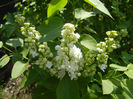 White Lilac Tree (2013, April 22)
